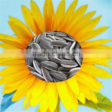 competitive price good quality, 5009 Sunflower Seeds
