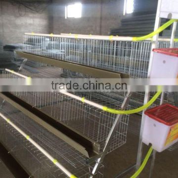 sought-after chicken layer cage for 120 chickens