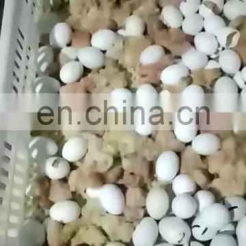 Multifunctional  high hatching rate egg incubators hatcher