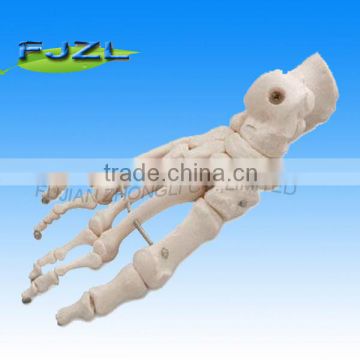 Human medical anatomical foot model,anatomic foot bone model