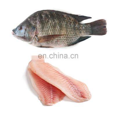 wholesale tilapia frozen tilapia fish Oreochromis Niloticus