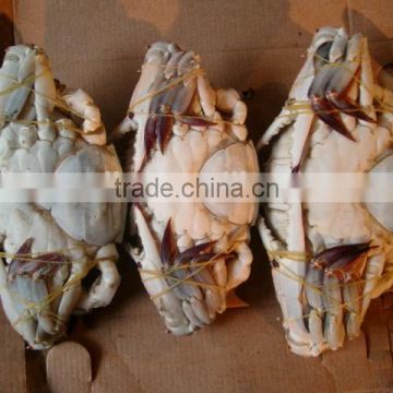 Whole frozen blue swimming crab