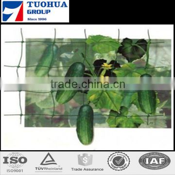 Green Vegetable Support Net supplier, PE Vegetable Climbing Support Netting China factory