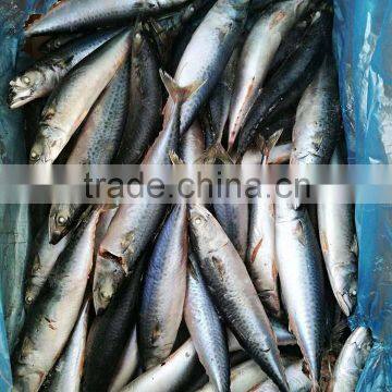 Scomber Japonicus Pacific Mackerel 150-250g Mackerel Products