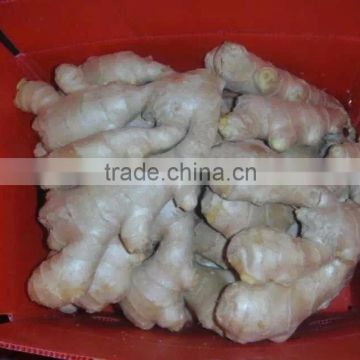 Hot selling world best price Chinese fresh ginger