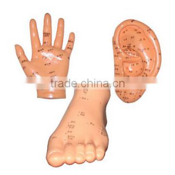 Foot acupoint model for traditional Chinese therapy for medical science