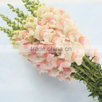 Pure and mild flavor hotsell factory antirrhinums flower wholesale