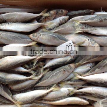 hot sale cheap price size of 50-70g frozen round scad