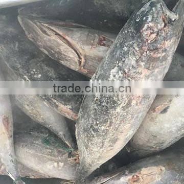 new seafrozen albacore tuna whole round tuna fish