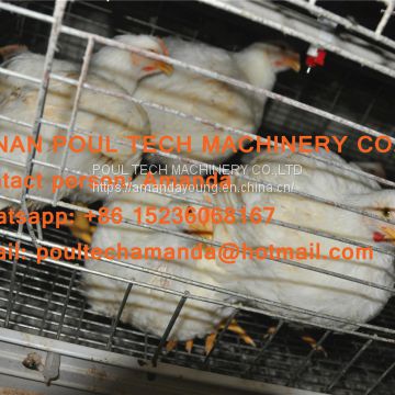 Broiler Poultry Farming Automatic Broiler Chicken Cage