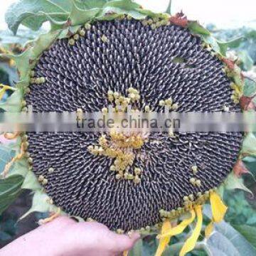hybrid sunflower seeds in shell 63XC