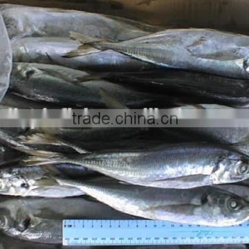 fresh horse mackerel exporters for sale