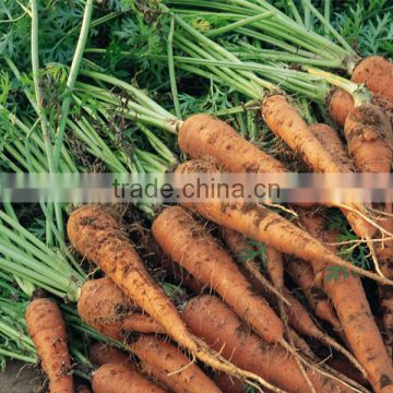 HCA01 Maoton 16 to 21cm in length,Op carrot seeds in vegetable seeds