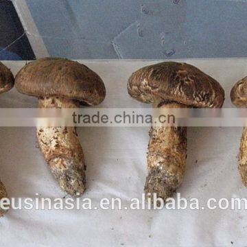 hot sale fresh matsutake with export grade