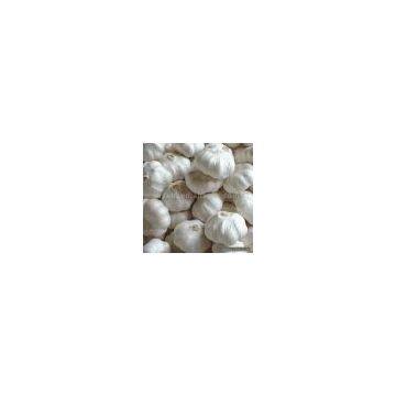 Sell Pure White Garlic