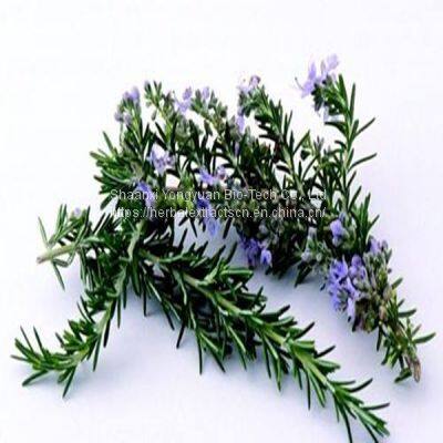 Rosemary Extract 98% Carnosic Acid, Ursolic Acid, Rosmarinic Acid, Rosmarinus officinalis extract, Yongyuan Bio