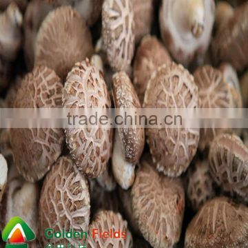 the most competitive market prices for shiitake mushroom