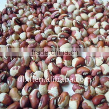 chinese cowpea