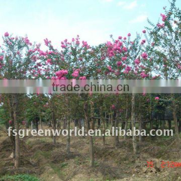 lagerstroemia indica big size grafted trees