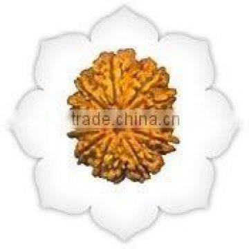 11 Mukhi Rudraksha