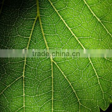 Mulberry leaf Extract, 95% Sodium copper chlorophyllin/ EU standard