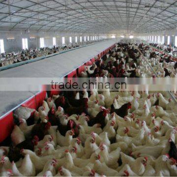 hot-sale automatic chicken nest