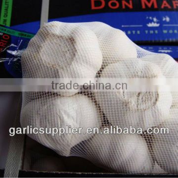 2013 crop garlic