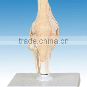 Human Elbow Joint Model