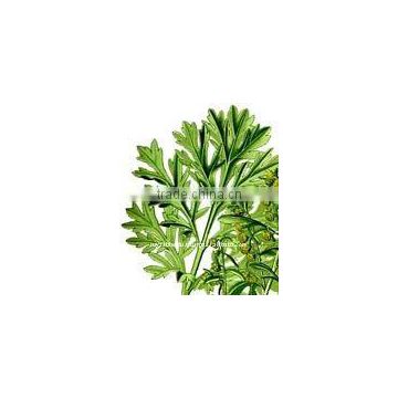 100% Pure Natural Wormwood Essential Oil(Artemisia absinthium)
