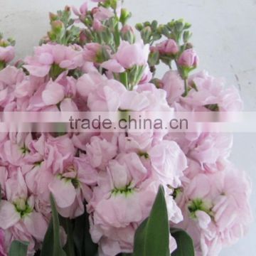 Alibaba china hot-sale cut fresh pink and violet cotton bakers twine
