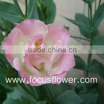 Mixed Color High Quality Fresh Cut Flower Eustoma Lisianthus Good Smell Pink Lisianthus From China