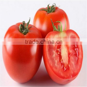 easy open bulk tomato paste canned for sale