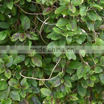 Gymnema Sylvestre Extract Powder 20:1- Water Soluble