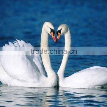 resin diamond cross handmade full stone pasted heart two swans pair DIY painting