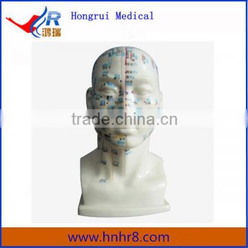 Hot Sale Life size Acupuncture Head