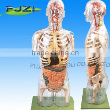 Transparent human Torso model with internal organs