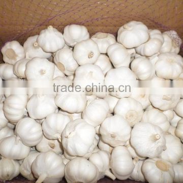 bulk jinxiang garlic sales,garlic for new market,garlic