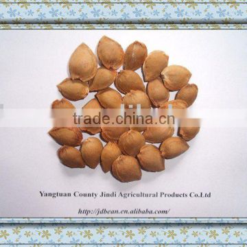 ALIBABA USED EXCLUSIVELY HPS bitter apricot kernels(GF3)