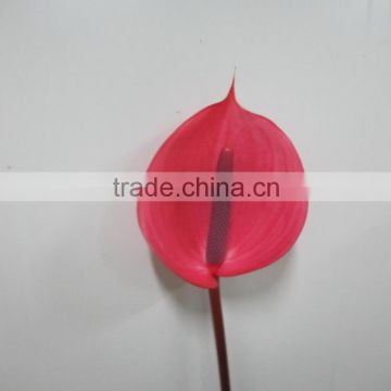 Various factory direct single antirrhinum wholesale from guangdong