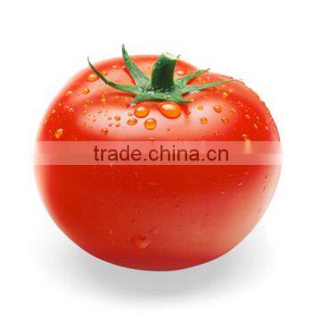 Hybrid Tomato