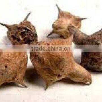 Pedalium Murex Extract / Tribulus Terrestris Gokhru