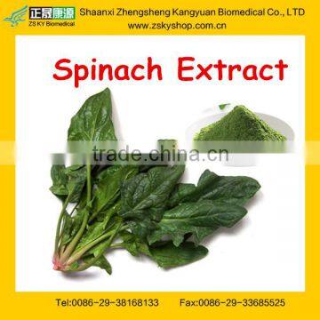 Pure Spinach Powder Extract