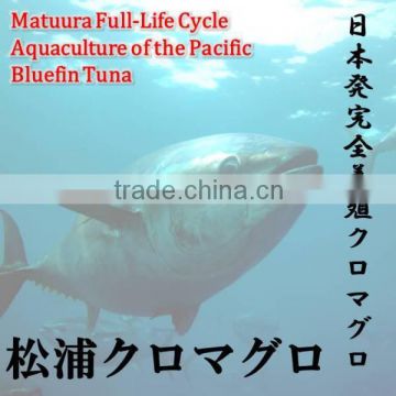 Matuura bluefin tuna has been brought up in care in a large fish tank of nature that Genkai.