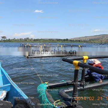the most popular tilapia fish farming in lakes