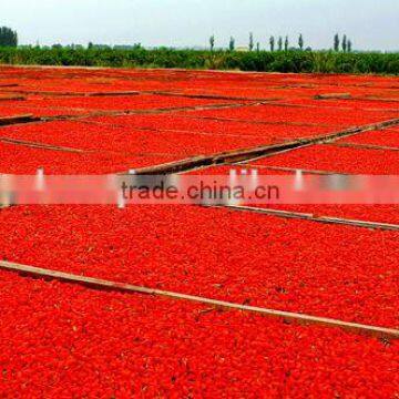 180-750 A grade dried gojiberry from ningxia