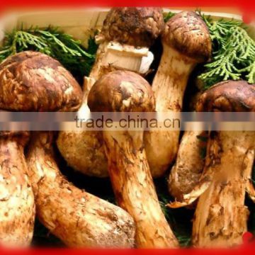 S/M/L sizes of fresh matsutake mushroom