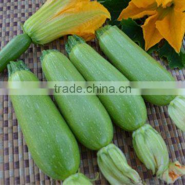 LATIFAH F1 Hybrid Squash Seeds