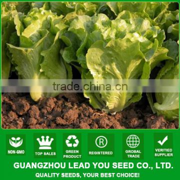 LT04 Caiquan heat resistant green lettuce seeds for sale