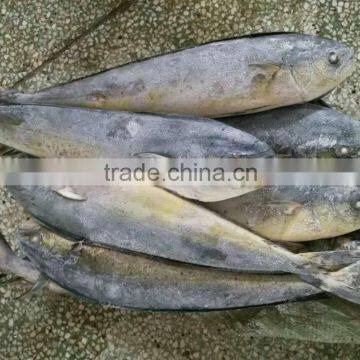 frozen whole mahi mahi fish for market 1kg up