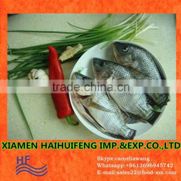 human consumption live tilapia fish wholesale